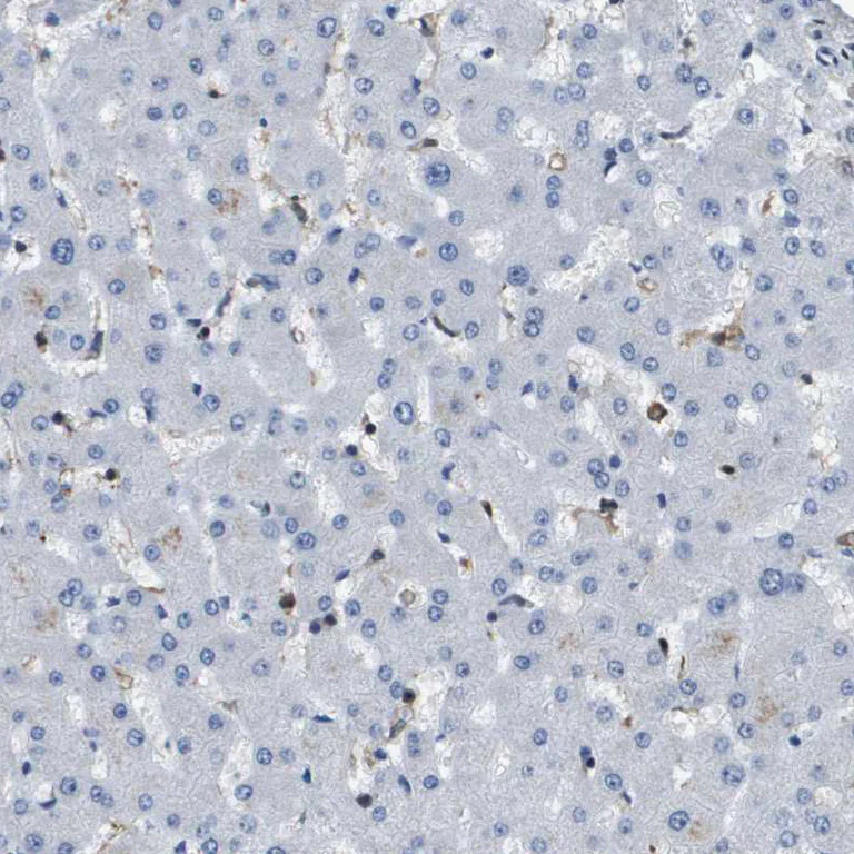 Immunohistochemistry (Formalin/PFA-fixed paraffin-embedded sections) - Anti-p400 antibody (AB251710)