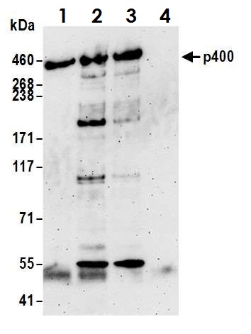 Immunoprecipitation - Anti-p400 antibody (AB70301), expandable thumbnail