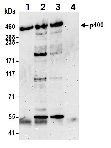 Immunoprecipitation - Anti-p400 antibody (AB70301)