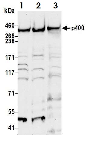 Western blot - Anti-p400 antibody (AB70301), expandable thumbnail