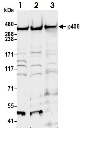 Western blot - Anti-p400 antibody (AB70301)