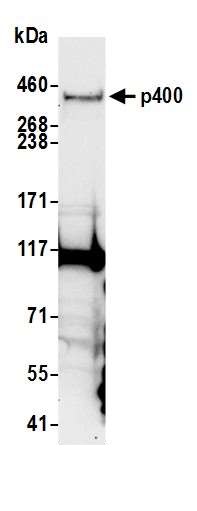 Western blot - Anti-p400 antibody (AB70301), expandable thumbnail