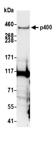 Western blot - Anti-p400 antibody (AB70301)