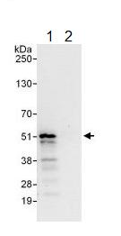 Immunoprecipitation - Anti-p46 antibody (AB134556)