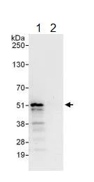 Immunoprecipitation - Anti-p46 antibody (AB134556)
