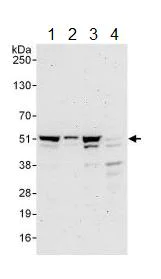Western blot - Anti-p46 antibody (AB134556)