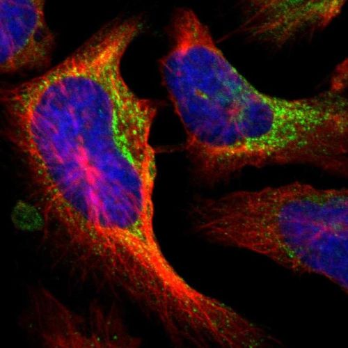 Immunocytochemistry/ Immunofluorescence - Anti-P4HA1 antibody (AB244400)