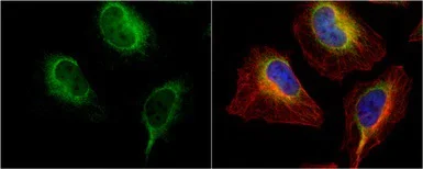 Immunocytochemistry/ Immunofluorescence - Anti-P4HB antibody (AB96744)