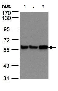Western blot - Anti-P4HB antibody (AB96744)
