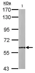 Western blot - Anti-P4HB antibody (AB96744)