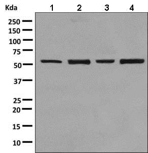 Western blot - Anti-P4HB antibody [EPR9498] - BSA and Azide free (AB248832), expandable thumbnail