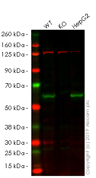 Western blot - Anti-P4HB antibody [EPR9498] - BSA and Azide free (AB248832), expandable thumbnail
