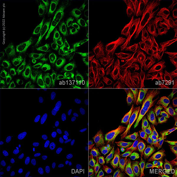 Immunocytochemistry/ Immunofluorescence - Anti-P4HB antibody [EPR9499] - BSA and Azide free (AB232347)