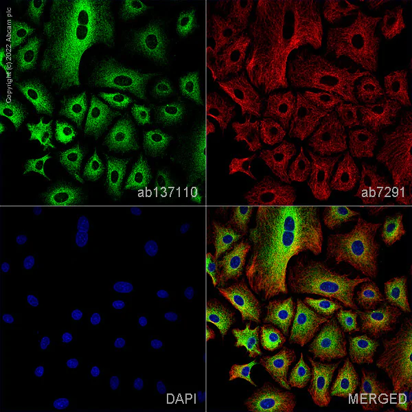 Immunocytochemistry/ Immunofluorescence - Anti-P4HB antibody [EPR9499] - BSA and Azide free (AB232347)
