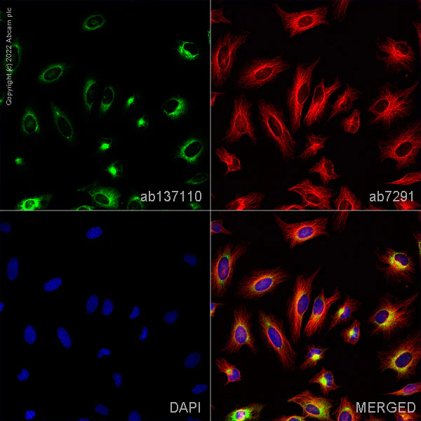 Immunocytochemistry/ Immunofluorescence - Anti-P4HB antibody [EPR9499] - BSA and Azide free (AB232347)