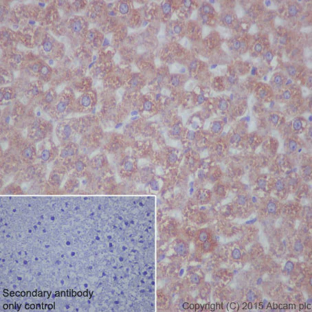 Immunohistochemistry (Formalin/PFA-fixed paraffin-embedded sections) - Anti-P4HB antibody [EPR9499] - BSA and Azide free (AB232347)