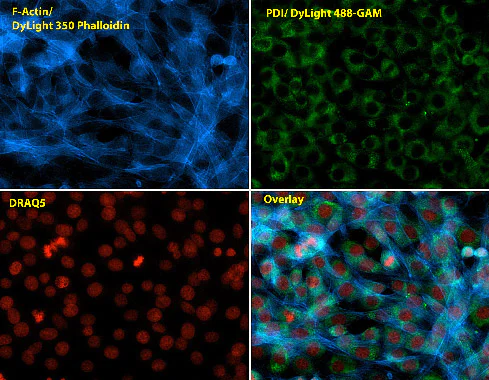Immunocytochemistry/ Immunofluorescence - Anti-P4HB antibody [RL90] (AB2792)