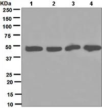 Western blot - Anti-p50 dynamitin antibody [EPR5094] - BSA and Azide free (AB247925)