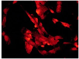 Immunocytochemistry/ Immunofluorescence - Anti-p50 dynamitin antibody [EPR5095] - BSA and Azide free (AB248521)
