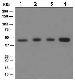 Western blot - Anti-p50 dynamitin antibody [EPR5095] - BSA and Azide free (AB248521)
