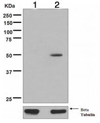 Western blot - Anti-p53 (acetyl K305) antibody [EPR354(3)] (AB109396), expandable thumbnail