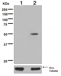 Western blot - Anti-p53 (acetyl K305) antibody [EPR354(3)] (AB109396)