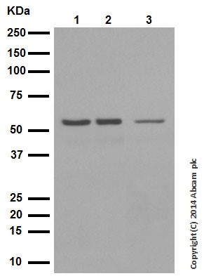 Western blot - Anti-p53 (acetyl K305) antibody [EPR354(3)] (AB109396), expandable thumbnail