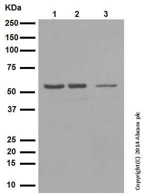 Western blot - Anti-p53 (acetyl K305) antibody [EPR354(3)] (AB109396)