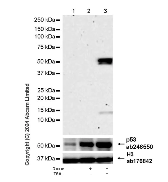 Western blot - Anti-p53 (acetyl K305 + K370 + K373) antibody [RM1200] (AB321819)