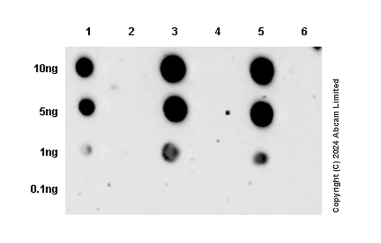 Dot Blot - Anti-p53 (acetyl K305 + K370 + K373) antibody [RM1200] - BSA and Azide free (AB321820)