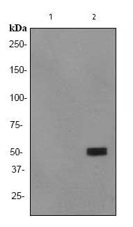 Western blot - Anti-p53 (acetyl K382) antibody [EPR358(2)] (AB75754), expandable thumbnail