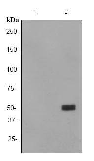 Western blot - Anti-p53 (acetyl K382) antibody [EPR358(2)] (AB75754)