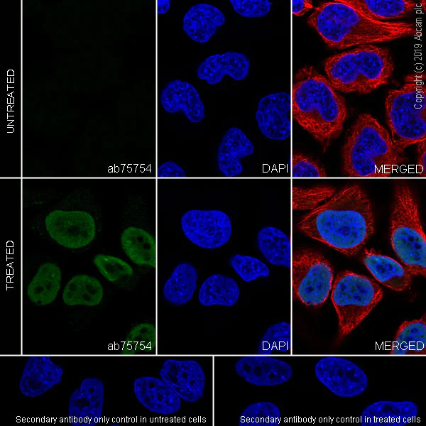 Immunocytochemistry/ Immunofluorescence - Anti-p53 (acetyl K382) antibody [EPR358(2)] - BSA and Azide free (AB219727)