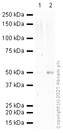 Western blot - Anti-p53 antibody [9.1] (AB77813), expandable thumbnail