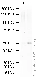 Western blot - Anti-p53 antibody [9.1] (AB77813)