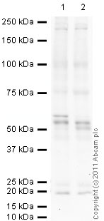 Western blot - Anti-p53 antibody [9.1] (AB77813), expandable thumbnail