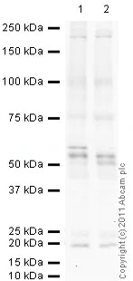 Western blot - Anti-p53 antibody [9.1] (AB77813)