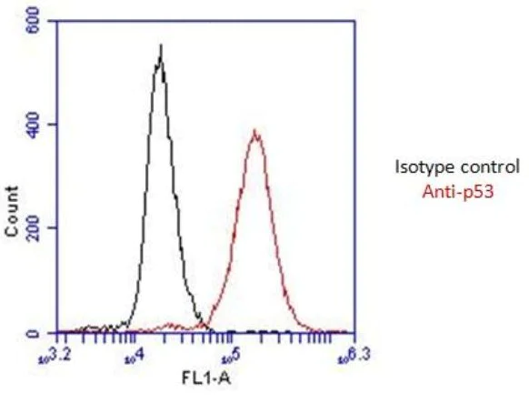 Flow Cytometry - Anti-p53 antibody [9D3DE3] (AB154036)