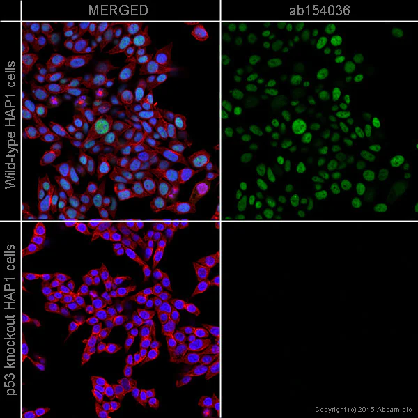 Immunocytochemistry/ Immunofluorescence - Anti-p53 antibody [9D3DE3] (AB154036)