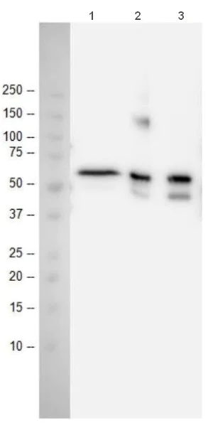 Immunoprecipitation - Anti-p53 antibody [9D3DE3] (AB154036)