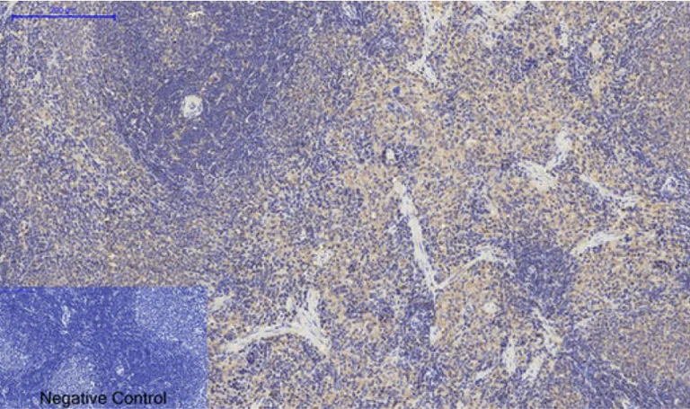 Immunohistochemistry (Formalin/PFA-fixed paraffin-embedded sections) - Anti-p53 antibody (AB131442)