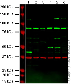 Western blot - Anti-p53 antibody (AB131442)