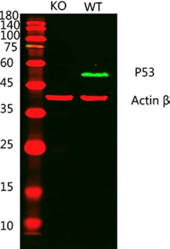 Western blot - Anti-p53 antibody (AB131442)