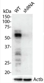 Western blot - Anti-p53 antibody (AB131442)