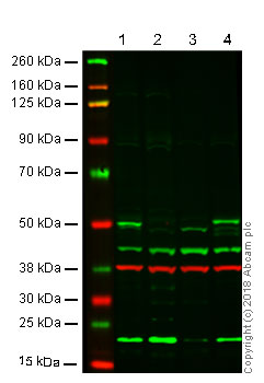 Anti-p53 抗体 (ab131442) | Abcam