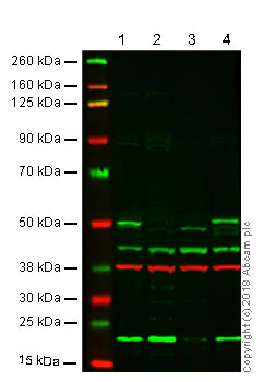 Western blot - Anti-p53 antibody (AB131442)