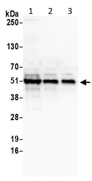 Western blot - Anti-p53 antibody (AB17990)