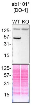 Western blot - Anti-p53 antibody [DO-1] (AB1101)
