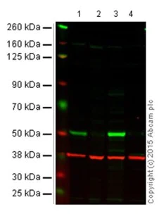 Western blot - Anti-p53 antibody [DO-1] (AB1101)