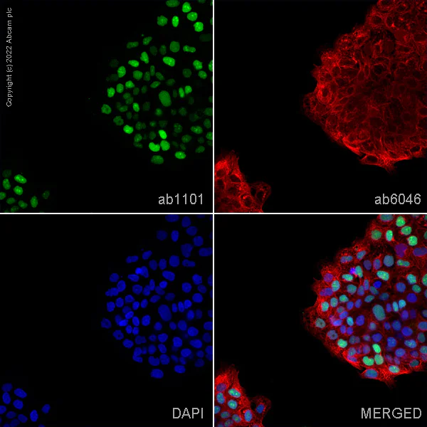 Immunocytochemistry/ Immunofluorescence - Anti-p53 antibody [DO-1] - BSA and Azide free (AB237976)